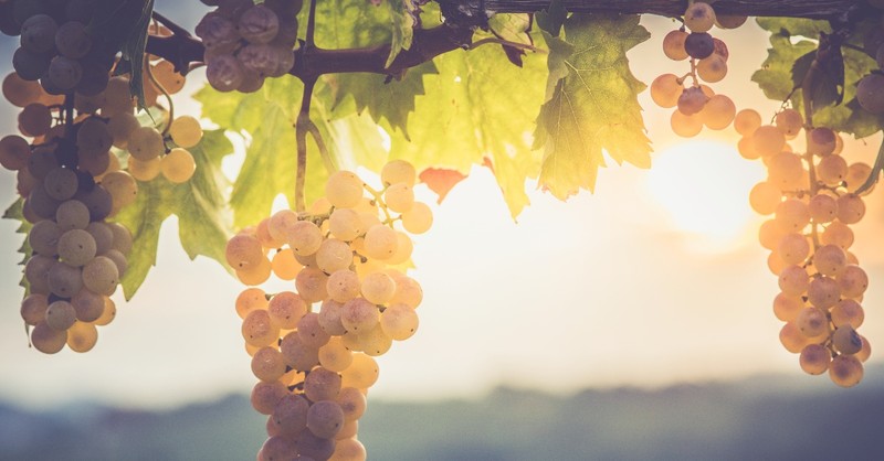 Grapes on a vine; is Jesus parable of the vineyard relevant today?